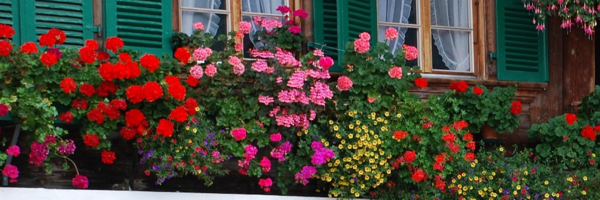 Geranien pflegen, düngen, giessen, ausputzen, überwintern Garten