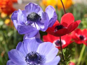 Anemonen – Rosen des Windes