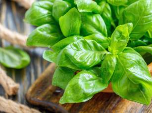 Pflanze des Jahres – Facettenreiches Basilikum