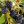 Brombeeren
