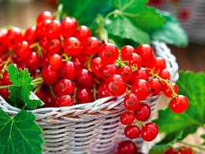 Naschen erlaubt – Leckere Beeren selber ernten