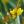 Blumenwiesen