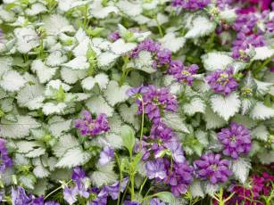 Blattschmuckstauden – Lichtblicke im Schatten