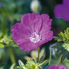 Blutroter Storchschnabel