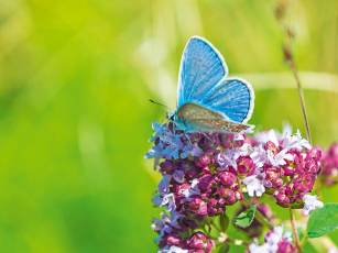Blühende Wildstauden