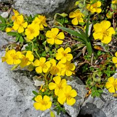 Gemeines Sonnenröschen