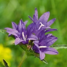 Knäuel-Glockenblume