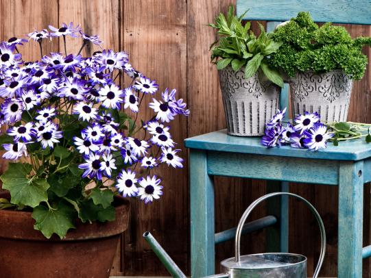 Blühender Frühling