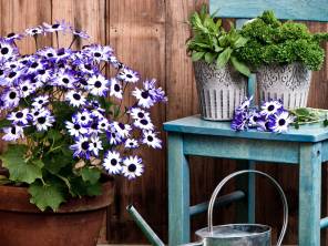 Blühender Frühling