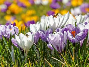 Blumenzwiebeln – Von vielen unterschätzt (Jetzt 50% auf alle Zwiebeln) 