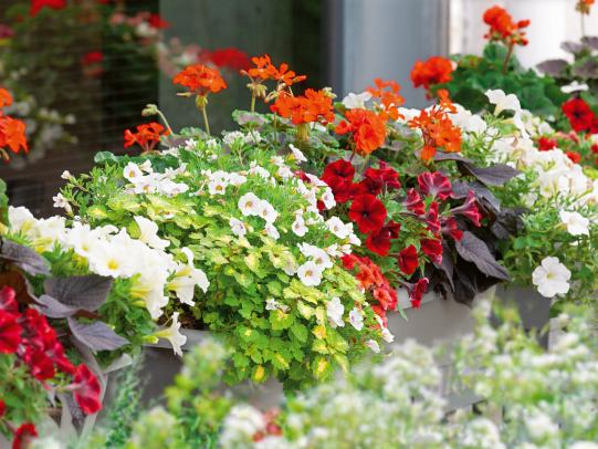 Bunter Sommer mit regionalen Pflanzen