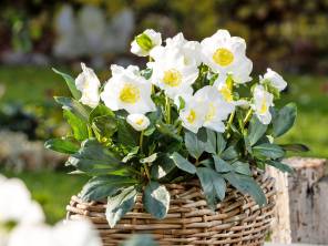 Helleborus – Christ- und Schneerosen