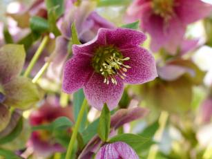 Zauberhafte Frühlingsboten in vielen Farben 