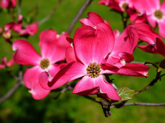 Hartriegel – Vielseitige Schönheiten