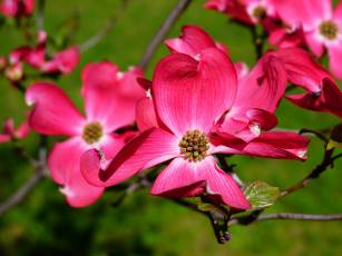 Hartriegel – Vielseitige Schönheiten