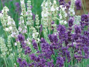 Ein duftendes Pflanzenjahr