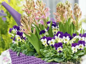 Beet & Balkon – Farben in Hülle und Fülle