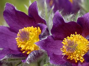 Frühaufsteher – die ersten Blüten 