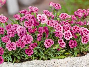 Frühlingsblüher – Blütenpracht pur