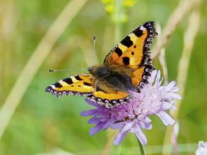 Biodiversität – Ein Garten für Schmetterlinge
