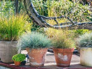 Ziergräser – die heimlichen Stars