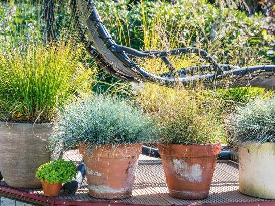 Ziergräser – die heimlichen Stars