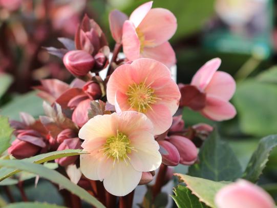 Helleborus – Zauberhafte Frühaufsteher