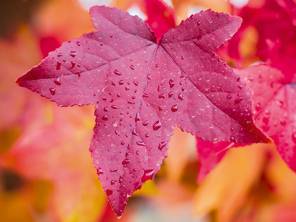 Zauberhafte Blätter und Blüten für den Herbst