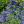 Bartblume