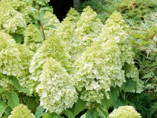 Pflanze des Jahres 2019 – Zauberhafte Hortensien