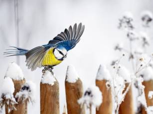 Flora und Fauna – Im winterlichen Garten