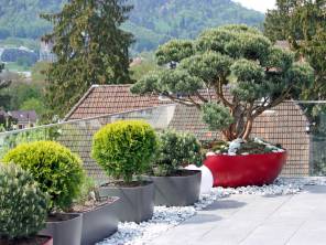 Immergrüne für die Terrasse