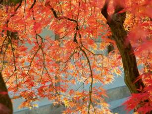 Indian Summer – Herbstfeuerwerk im Garten