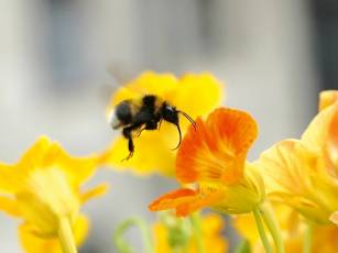 Spiel mit Farben &amp; Formen – Insektenfreundliche Sommerblumen
