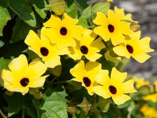 Kletterpflanzen – Bunte Wandbehänge