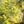 Fenchel