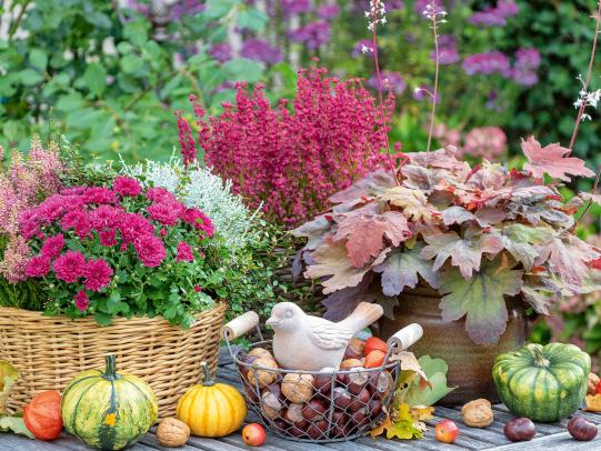 Leuchtender Herbst auf Balkon und Terrasse