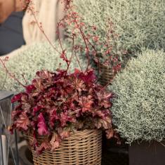 Purpulgöckchen & Silberdraht