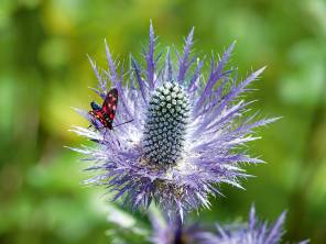 Es summt im Paradies