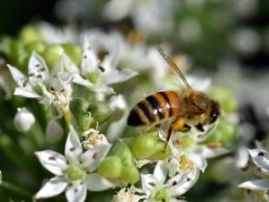 Permakultur – Ewiges Gemüse