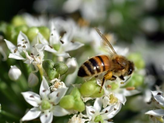 Permakultur – Ewiges Gemüse