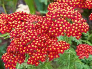 Schafgarbe – Pflanze des Jahres