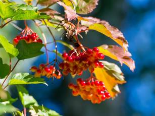 Pflanze des Jahres | Schneeball – Herbstspektakel