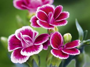 Renaissance der Nelke – Pflanze des Jahres 2026