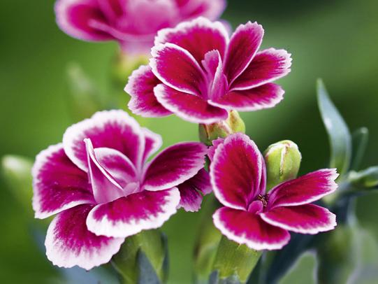 Renaissance der Nelke – Pflanze des Jahres 2026