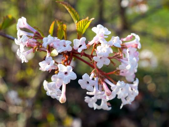 Pflanze des Jahres – Schneeball – die ersten Blüten