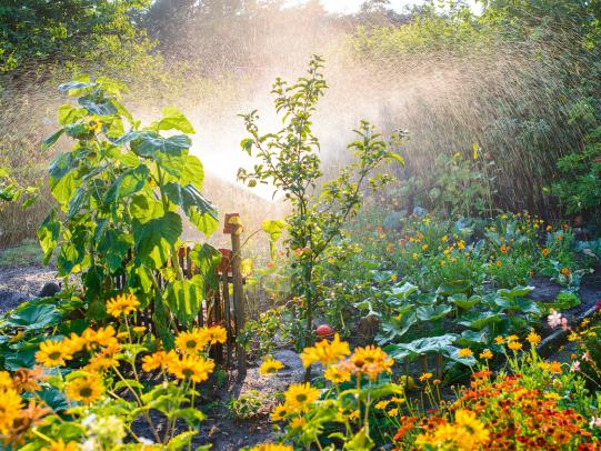 Starke Pflanzen – gesunde Pflanzen 