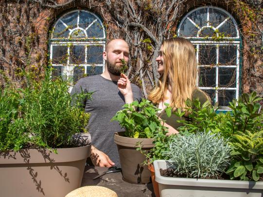 Robuste & winterharte Kräuter: Die besten Sorten für Einsteiger