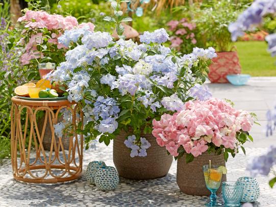 Für Tische, Terrasse und Garten – Romantische Hortensien