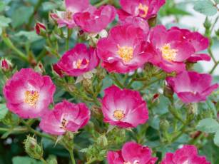 Rosen mit einfachen Blüten